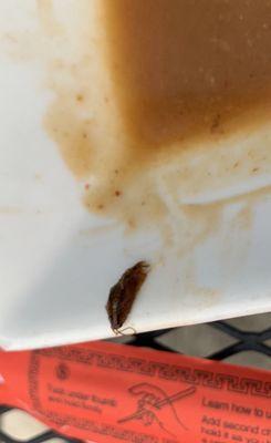 Cockroach in my food.