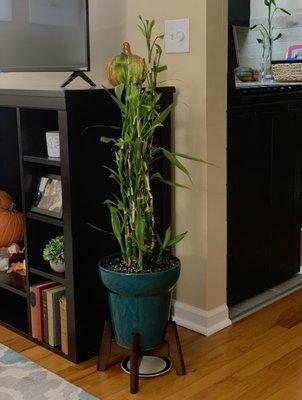 Plant about 6 weeks after purchase sprouting some new shoots. See propagating shoots on counter in the back of picture.