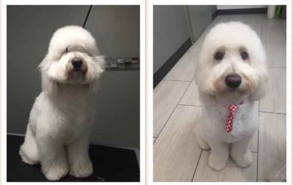 Before and after our groomer