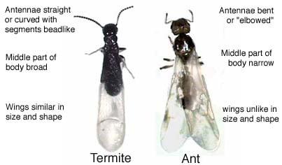 Its termite swarming season! Many have asked whats the difference between a winged ant and a winged termite. Hopefully this help