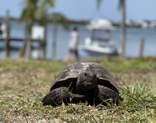 Cabbage key lawn mower