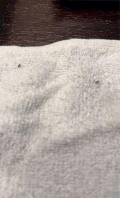 roaches crawling all over our "clean towels"