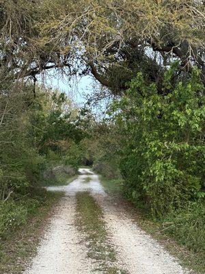 Dirt road leading into Peveto Woods Sanctuary