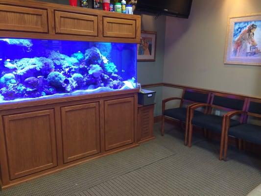 Gorgeous saltwater fish tank in the waiting room. The office is unassuming on the outside but modern & beautiful on the inside!