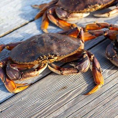 Dungeness Crab from Pacific Northwest.