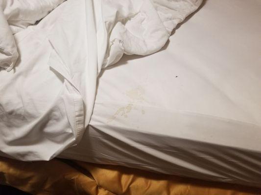 Stained bed sheets and bedbug