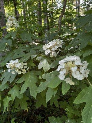 Some flowers on the path between holes