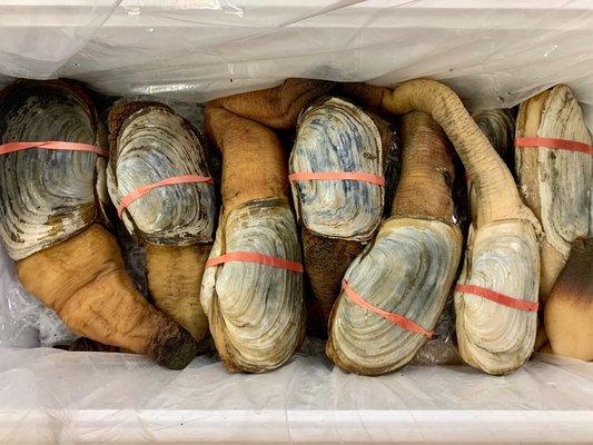 Geoduck/King Clam/Mirugai available right now while supplies last!