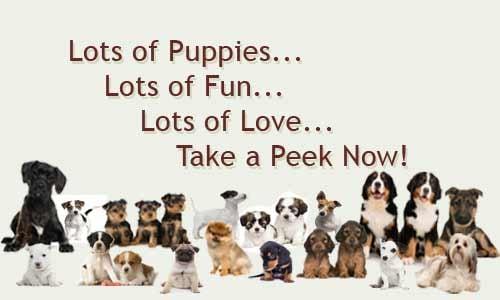 Lots of puppies, lots of fun, lots of love. Take a peek at our pet store in Orlando today!