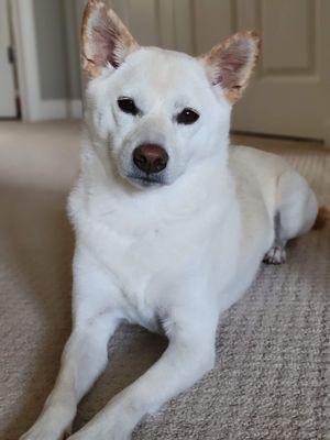 Meiomi - our 3.5yr old Shiba Inu