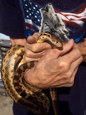 My father-in-law caught harmless gopher snake that scared a neighbor in residential area here. He later released it in an open field.