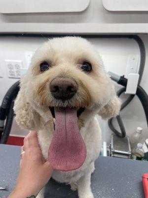 Look at this happy boy!!!! Love him! Thank you Pooch Parlor for a great job!