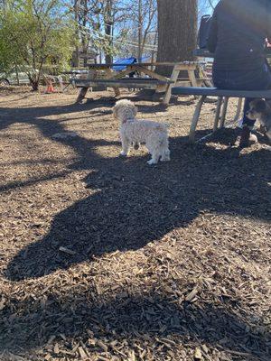 Pup checking out the 'grounds