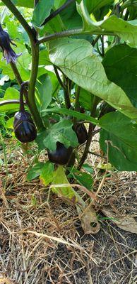 Fresh eggplant