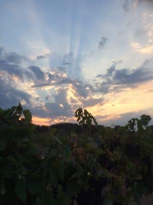 REAL amazing Texas sunrise and cooler temps for harvest day!