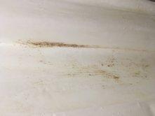 Bathroom Mold