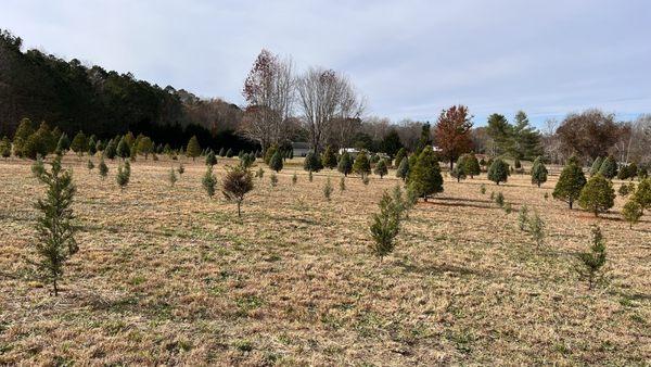 The acres of tree... even more better trees in the background there.