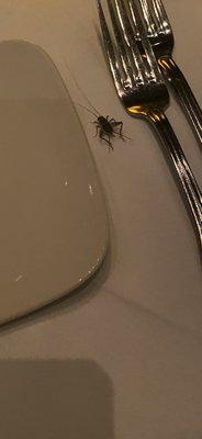 Cricket on table.