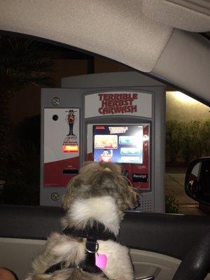 Our pup paying for the car wash