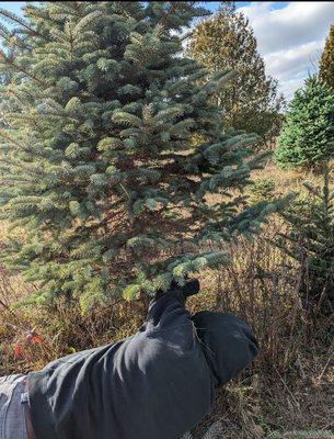 Found our tree. Jeff cutting it down.