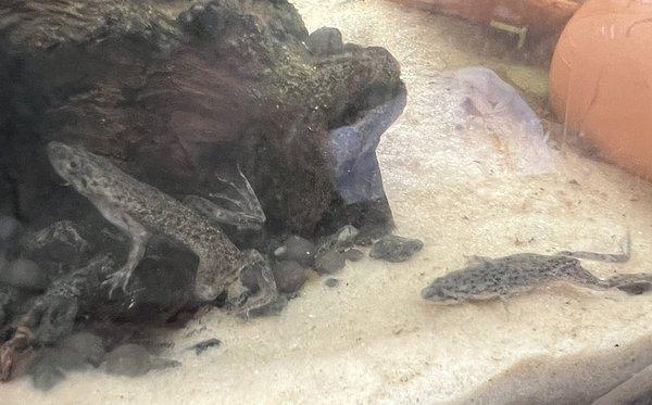 African dwarf frogs are so cute. I really enjoy feeding them and watching them eat.