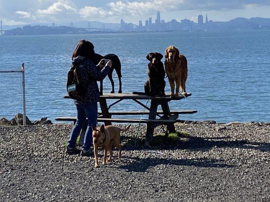 Enjoyed a good time with cute puppies in the dog park! Wonderful!