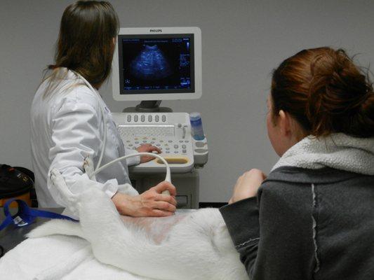 Human Quality Ultrasound for Your Pet