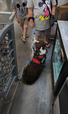 My son's service dog in training at a grocery store where only service dogs are allowed