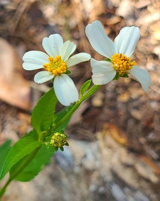 Bidens alba, which belongs to the family Asteraceae, is most commonly known as shepherd's needles, beggarticks, Spanish needles!