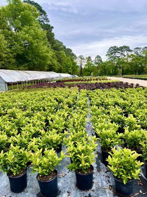 Container Grown Nursery