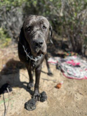 Look at those puppy eyes