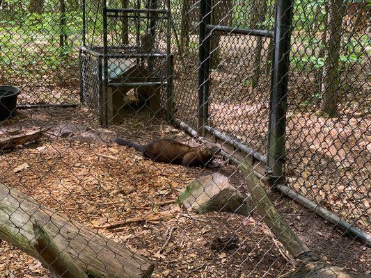 Fisher Cat