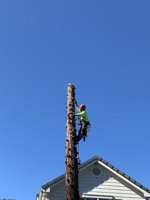 Lowering redwood trunks via special rigging system to protect concrete and lawn.