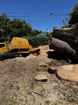 Ash tree removal