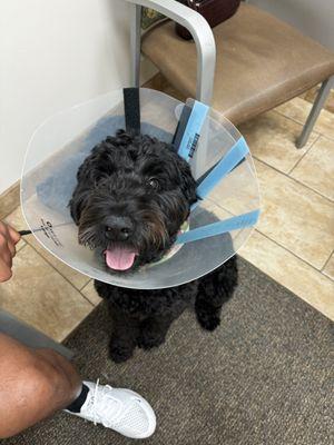 Happy in his cone