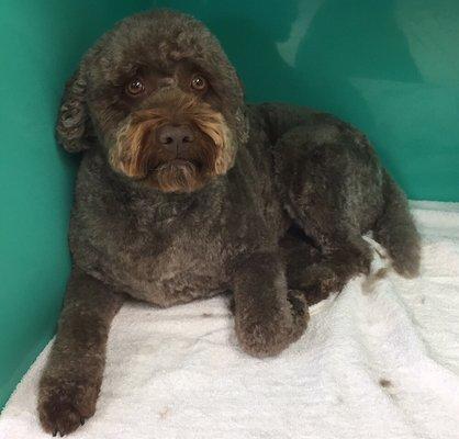 Lagotto Romagnolo