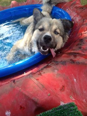 Miss Ruby loves the water!