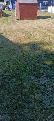 Under a tree, towards my shed and the new fence being put up.