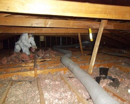 Installation of insulation in the attic