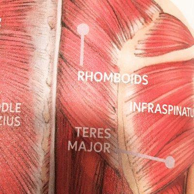 Muscles of the posterior of the human body. Great areas to address with Massage.