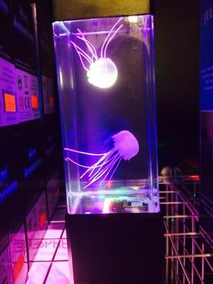 The Jellyfish Lamp is newest addition to our dark room! They swim around for hours!