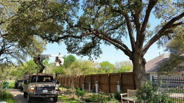 Texas Tree Services