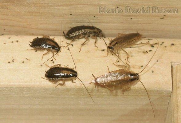 German roaches