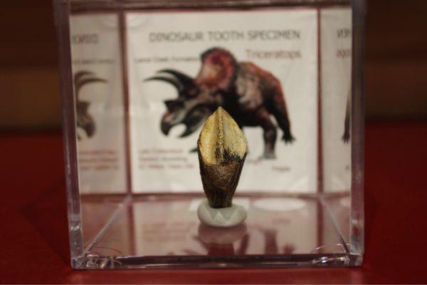 Double Rooted Triceratops Tooth