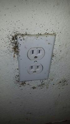 Bed bugs can hide in wall outlets under the switch plate. They will lay eggs in here as well.