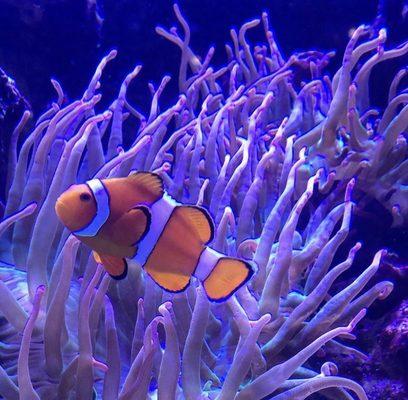 Clown fish