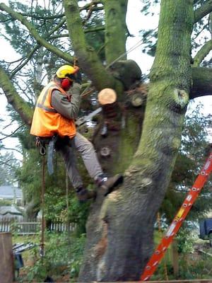 Tree pruning on the last day of December, 2013