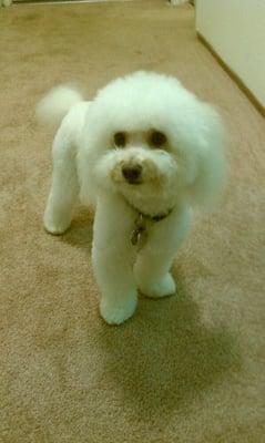 So cute :-) fresh out the groomers