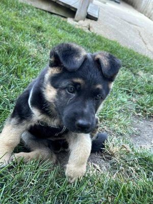 German Shepherd two months