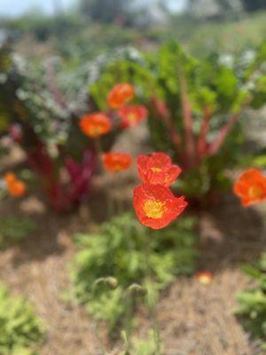 House garden